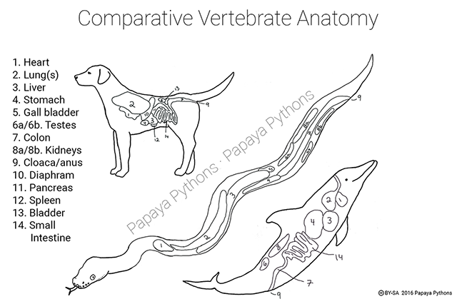 Coloring Sheet