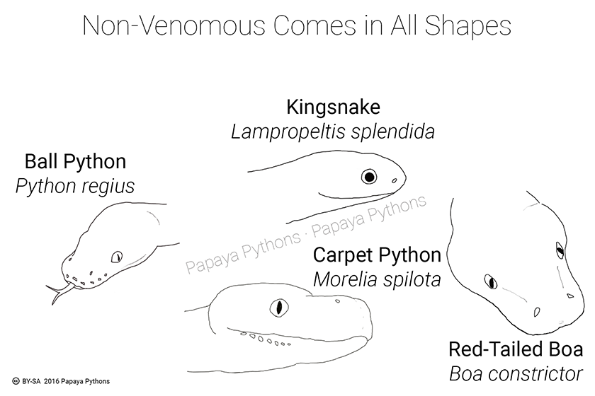 Snake-Faces Sheet